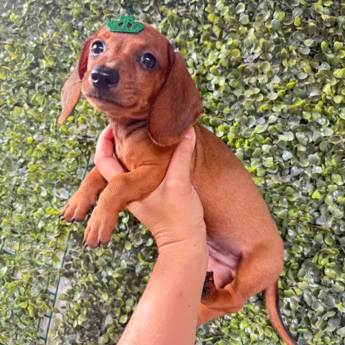 Dachshund macho ENTREGA IMEDIATA