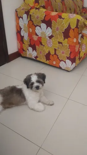 Procuro Uma Namorada Pra Meu Cachorrinho Apolo Da Raça Shituz