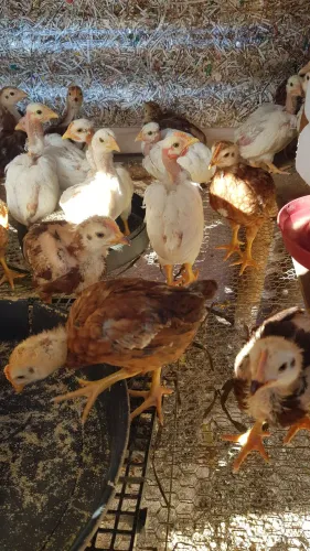 Esterco Orgânico Galinha 