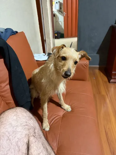 Cachorro cor caramelo