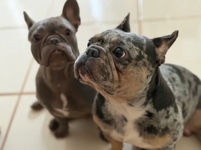 Casal de buldog