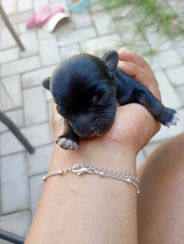 Chihuahua macho disponível