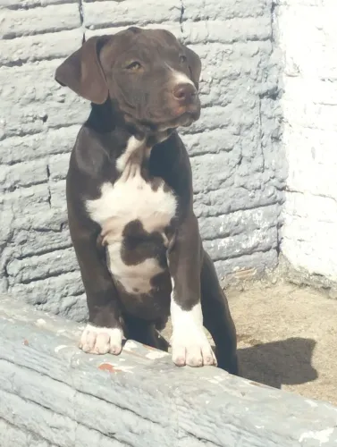 Filhote de Pitbull