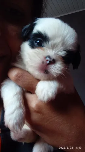 Vendo cachorro Lhasa Apso 
