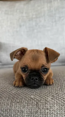 Pequeno Pinscher 