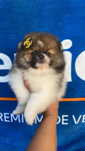 Lulu da pomerania