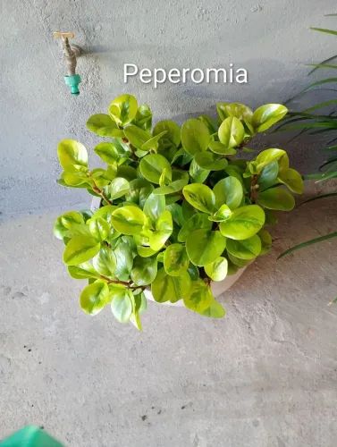 Linda planta Peperomia 