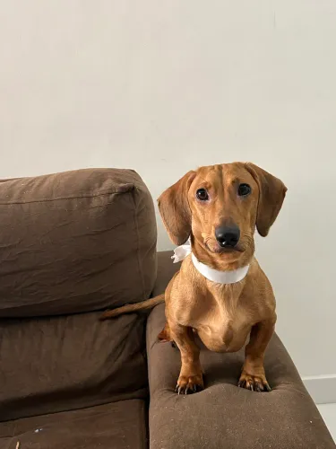 Doação de cachorro Dachshund-1 ano e 3 meses 