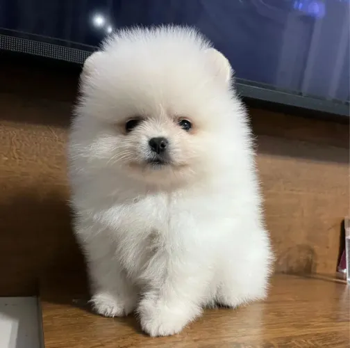 Filhote de Lulu da pomerania anao