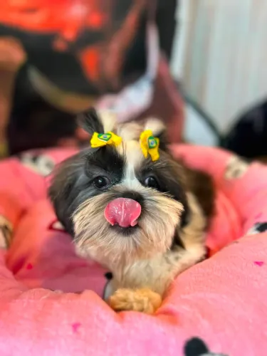Shih tzus fêmeas
