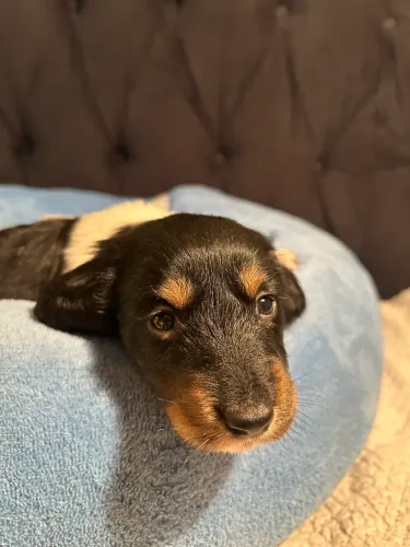 Filhote dachshund pelo longo