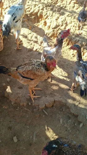 Ovos galados de indio gigante