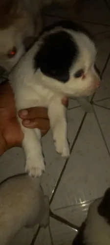 Lindos filhotes Border com Beagle misturados 