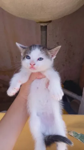Gatinhos filhotes fofinhos
