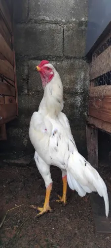 Frango indio canto curto
