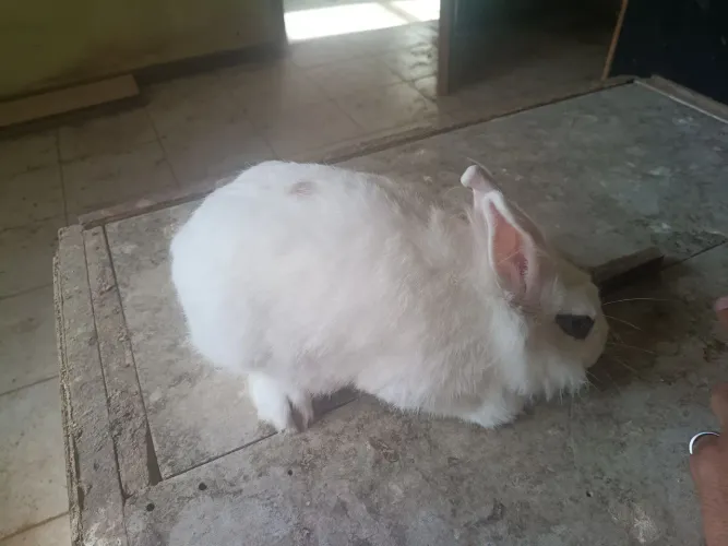 Vende-se uma coelha adulta já toda branca mini Lion anão 