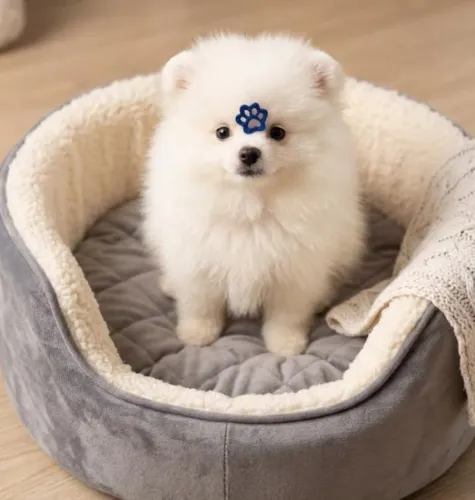 Lulu da Pomerânia