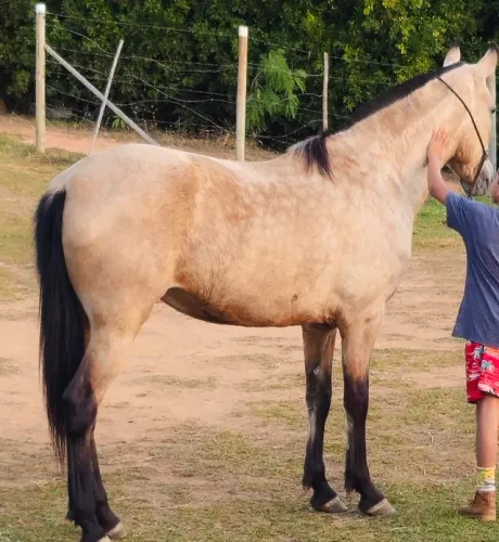 Égua mangalarga marchador 3 anos e meio