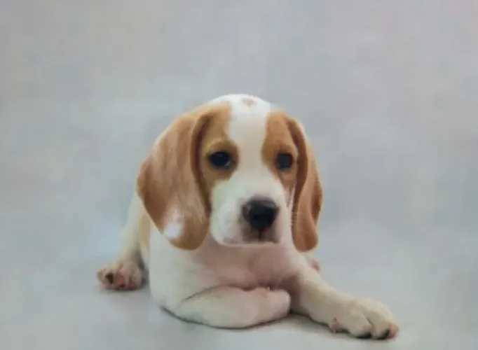 Beagle ativo e amigavel procura dono 