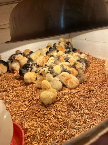 Pintinhos de Brahmas