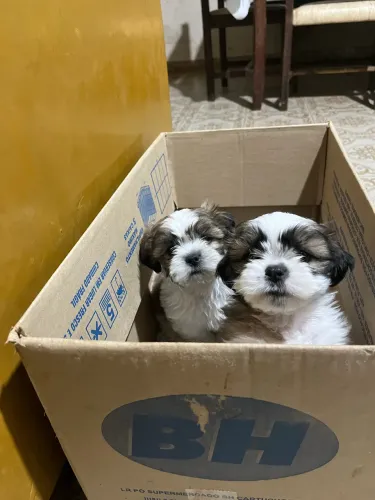 Shihtzu mini macho