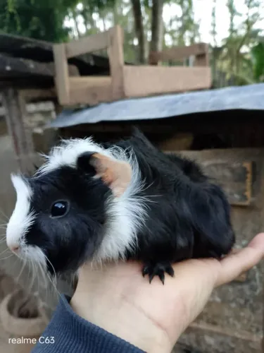 Porquinho da Índia 