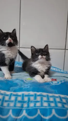 Lindos gatinhos para doação