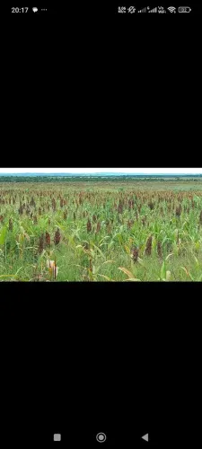 Fazenda de arrendamento 1.600hec em planalto da serra MT.