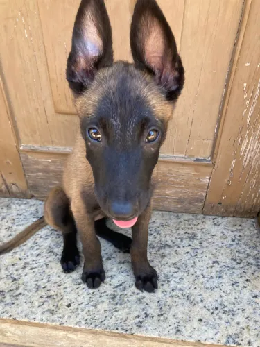 PASTOR BELGA DE MALINOIS SEMI TREINADO