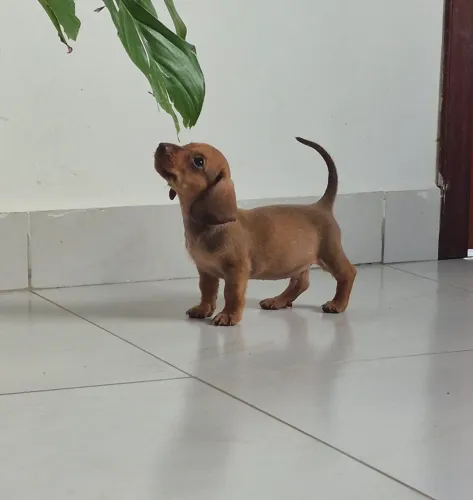 filhotes Dachshund machos