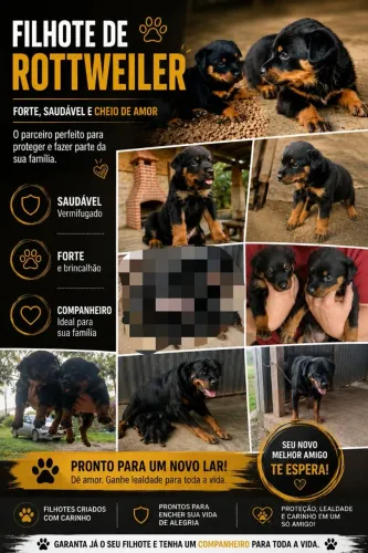 Vendo, filhotes de Rotwailler 