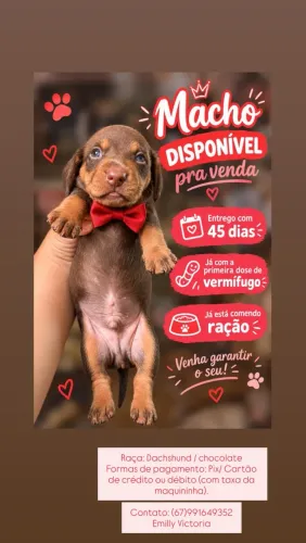 Vendo filhote de Dachshund