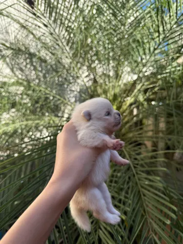 Lulu da pomeranea