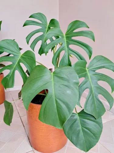 Planta costela de Adão