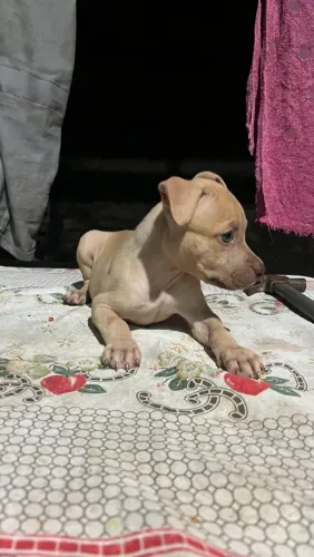 Pit Bull fêmea