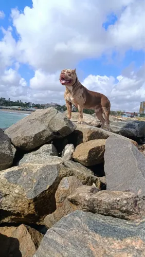 PitMonster com pedigree  registrado no papel