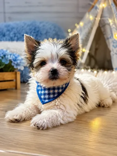 Yorkshire Biewer micro macho biewer terrier