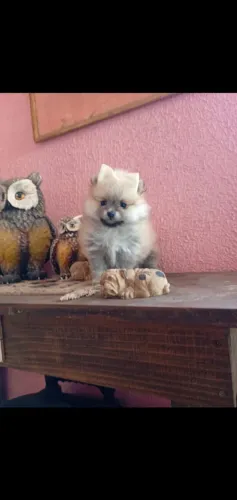Lulu da Pomerânea Fêmea Anão Minúscula! Top linhagem Asiática 