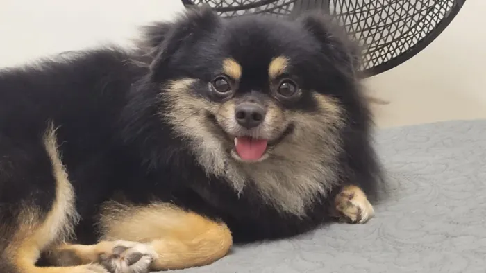 Tenho um cachorro chiauau macho com aoens 2 anos ,nunca namorou ,procuro uma namorada para