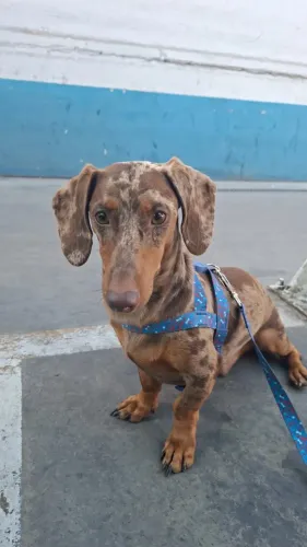 Cachorro da raça dachshund na cor choco merle