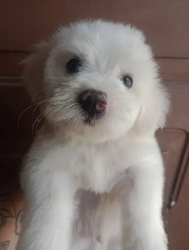 Lhasa Apso miniatura macho