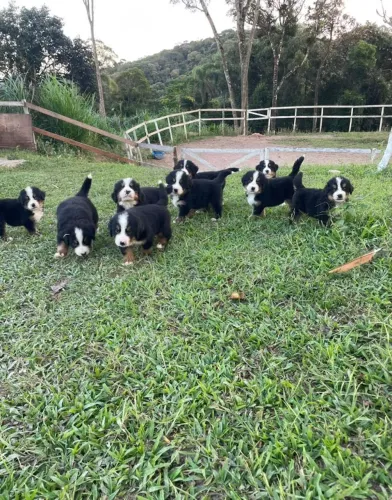 Bernese Mountain Dog: Saúde monitorada, contrato de garantia e procedência real.