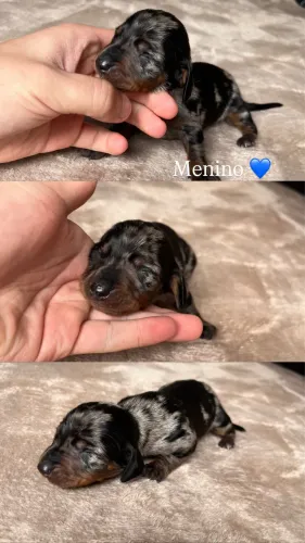 Dachshund