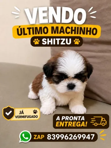 Filhote de shitzu machinho 