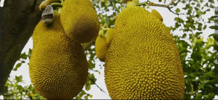 Vendemos Jaca - R$5,00 KG!