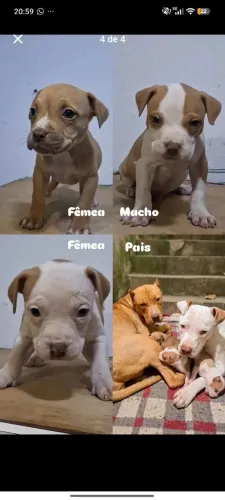 Doa-se filhote de Pit bull
