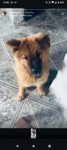 Chow chow