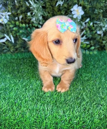 dachshund creme fêmea