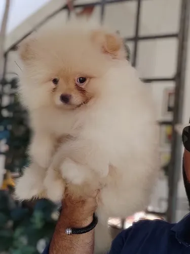 Filhotes de Lulu da Pomerânia 