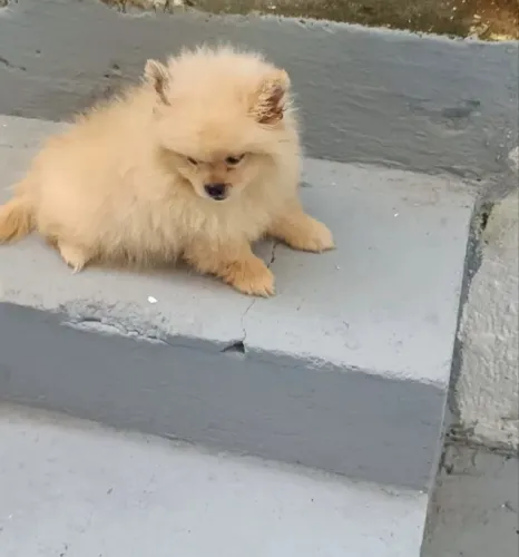 Realize seu sonho garanta hoje seu lulu da pomeranea vacinado e vermífugado aceito cartão